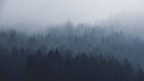 Misty Forest, Dark Misty Forest HD wallpaper | Pxfuel