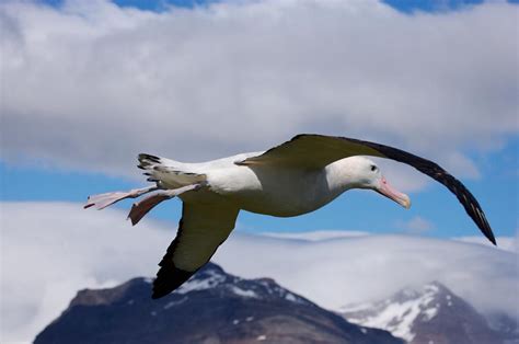 Wandering Albatross Longest Wingspan Photograph by Paul Nicklen