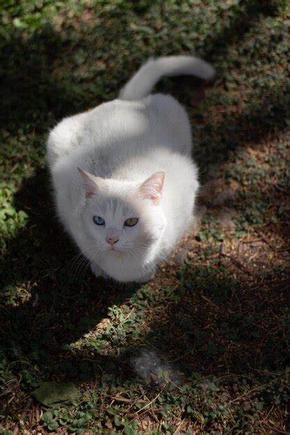 Premium Photo | Albino cat rests on the grass