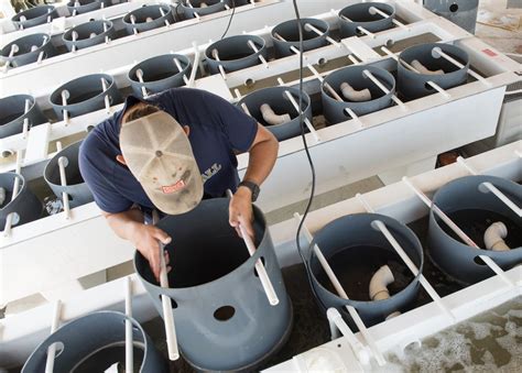 Oyster Farming: How We Grow Farm Raised Oysters in the Chesapeake