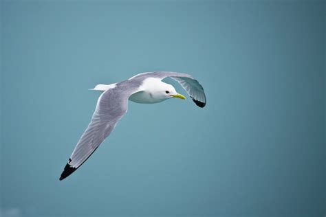 Close up of Flying Seagull · Free Stock Photo