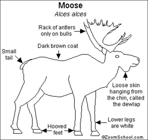 Moose Printout- EnchantedLearning.com