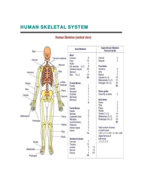 Human Skeletal System Diagram - coordstudenti