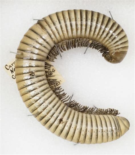 Centipede and millipede differences - firstopm