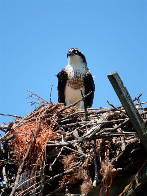 Hawk Nest Nature - Free photo on Pixabay - Pixabay