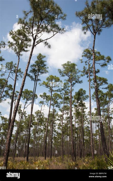 Florida Pine Tree High Resolution Stock Photography and Images - Alamy