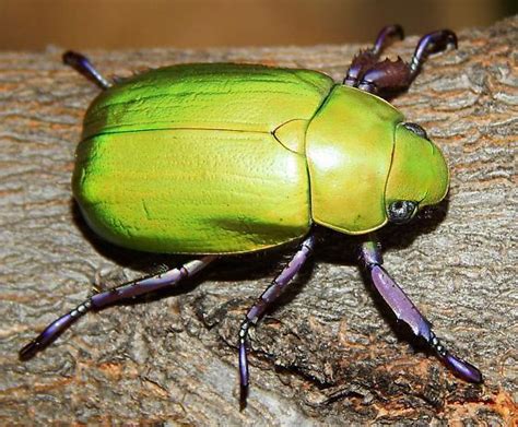 Jewel Scarab Beetle – Identification, Life Cycle, Facts & Pictures