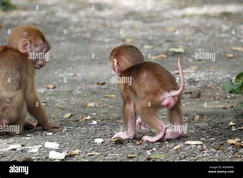 Two monkeys are playing Stock Photo - Alamy