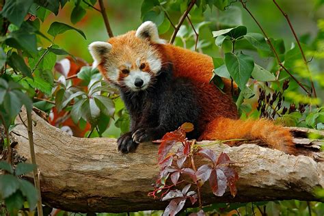 Why Are Red Pandas Endangered? - WorldAtlas