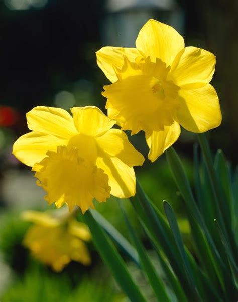 Best Daffodils for Naturalizing