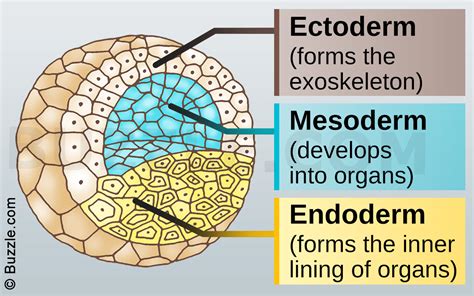 درون‌پوست Endoderm اندودرم - link10.ir