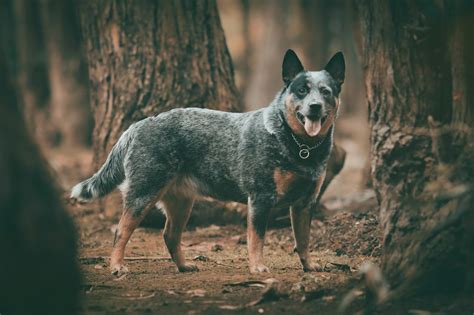 The Ultimate Blue Heeler Care Guide: From Puppy to Adult