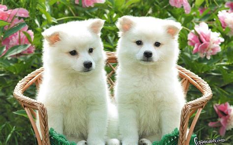 Cute Puppies Wallpapers HD - Wallpaper Cave