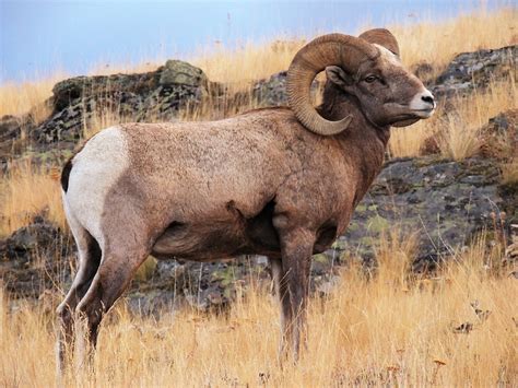 Alberta Bighorn Sheep horns slowly shrinking - The Gateway