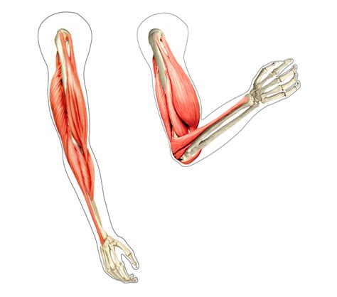 Biceps Muscles (Brachii & Brachialis)