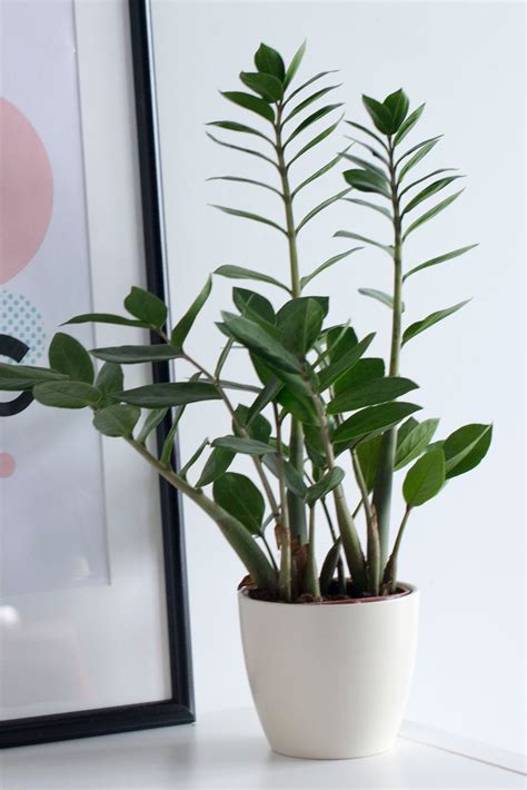 10 Low-Maintenance, Modern Indoor Plants - The Girl with a Shovel