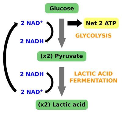 Lactic Acid Fermentation Diagram