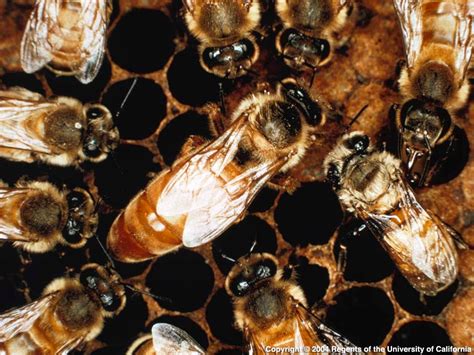 Africanized Honey Bee | Center for Invasive Species Research