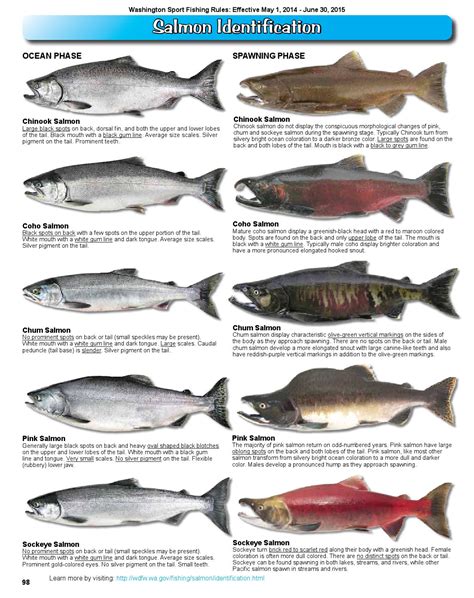 Coho Salmon Identification