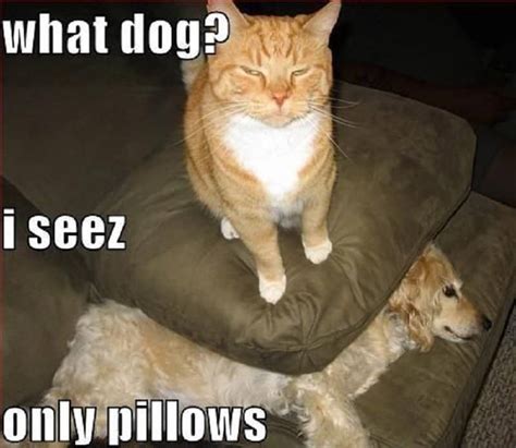 10 Funny Dog & Cat Memes You’ll Want To Share With Your Pets