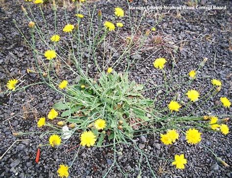 Washington State Noxious Weed Control Board