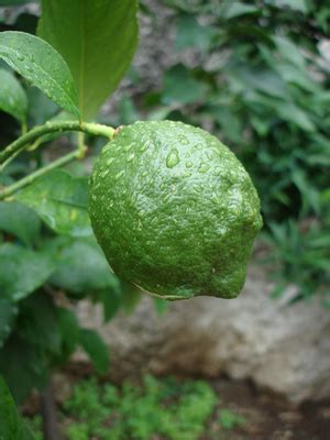 How to Care for a Persian Lime Tree | Garden Guides