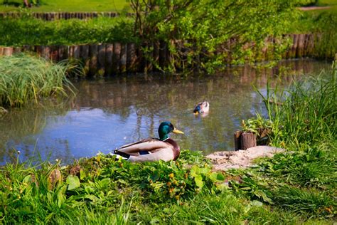 Wild ducks in a pond - freestocks.org - Free stock photo