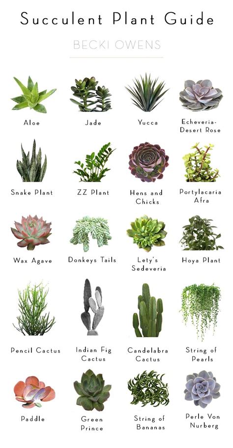 Cactus And Succulents Names | Types Of Succulent Plant