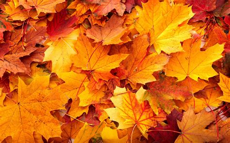 Fall Leaves Backgrounds - Wallpaper Cave