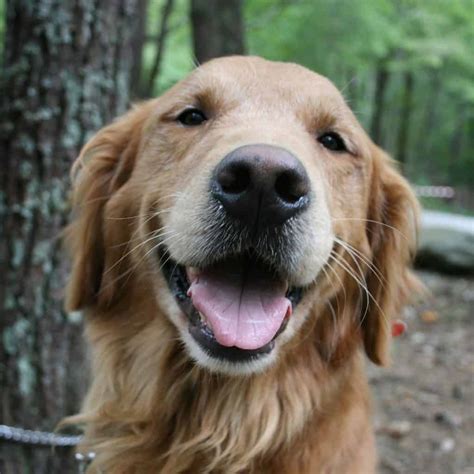 Golden Retriever Rescues In Virginia (Adopt A Golden Retriever Near You ...