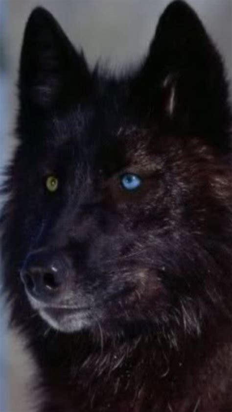 Black Wolf w/unique colored eyes. Beautiful! | Black wolf, Beautiful wolves, Wolf