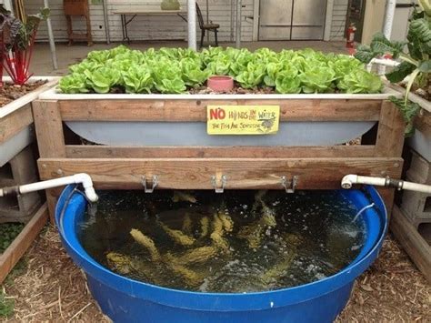 Raising And Harvesting Trout For Aquaponics | mywaterearth.com