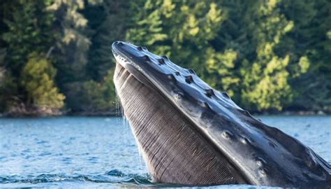 Kayaking with Orcas - British Columbia | Sea Kayak Adventures