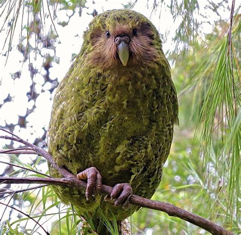 Kakapo: A large flightless forest-dwelling parrot, with a pale owl-like ...