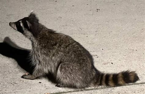 5 Best Raccoon Traps in 2024 [Detailed Reviews]