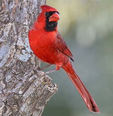 Illinois State Bird Cardinal | State Birds