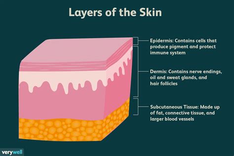 Skin Layers: Structure, Function, Anatomy, and More