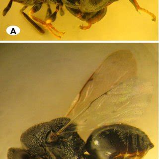 (PDF) Collection and identification of some species of the genus Brachymeria (Hym.: Chalcididae ...