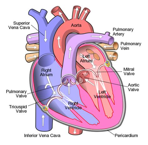 File:Diagram of the human heart (cropped).svg - Wikipedia