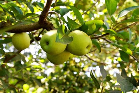 South African Pome Fruit Growers Expecting a Good 2021 Crop - Farmers Review Africa