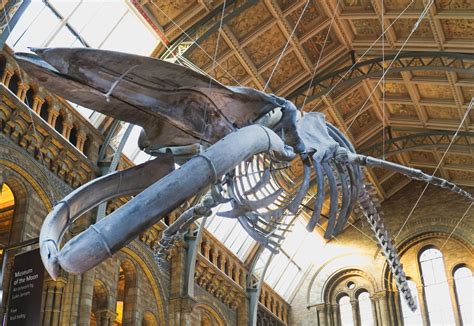 Whale skeleton at the Natural History Museum, London : r/Paleontology