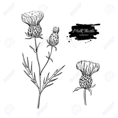 Thistle Drawing at GetDrawings | Free download