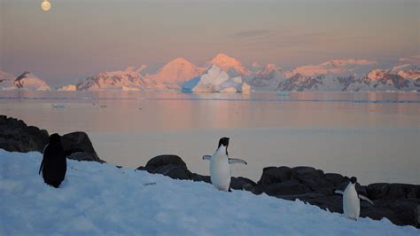 Climate extremes will worsen for Antarctica | Popular Science