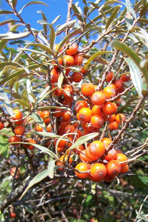 Sea Buckthorn Tree's, Seabuckthorn Plants & Shrubs