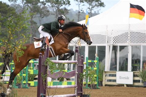 Bay Warmblood Horse - Show Jumping at Pebble Beach by HorseStockPhotos on DeviantArt