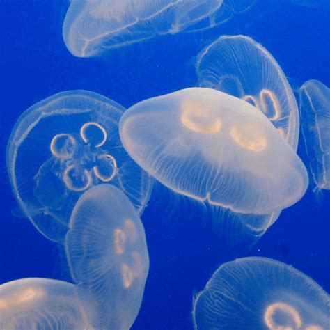 Moon Jellyfish – PetJellyfishUS