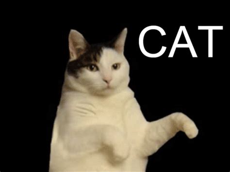 I’m a Kitty Cat – Reaction GIFs