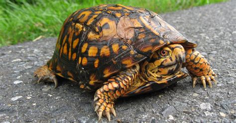 Are Eastern Box Turtles Dangerous?