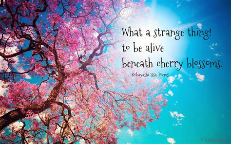 Spring Cherry Blossom Quotes. QuotesGram