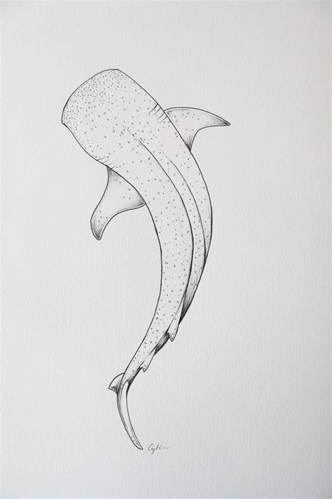 Whale Shark Drawings - Drawing.rjuuc.edu.np